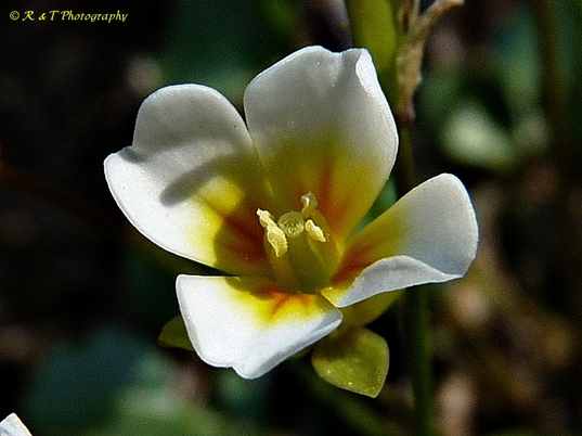 {Leavenworthia exigua var. exigua}